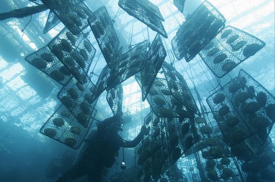 Τα μαργαριτάρια ακόγια ξεχωρίζουν για τη φινέτσα και την ομορφιά τους